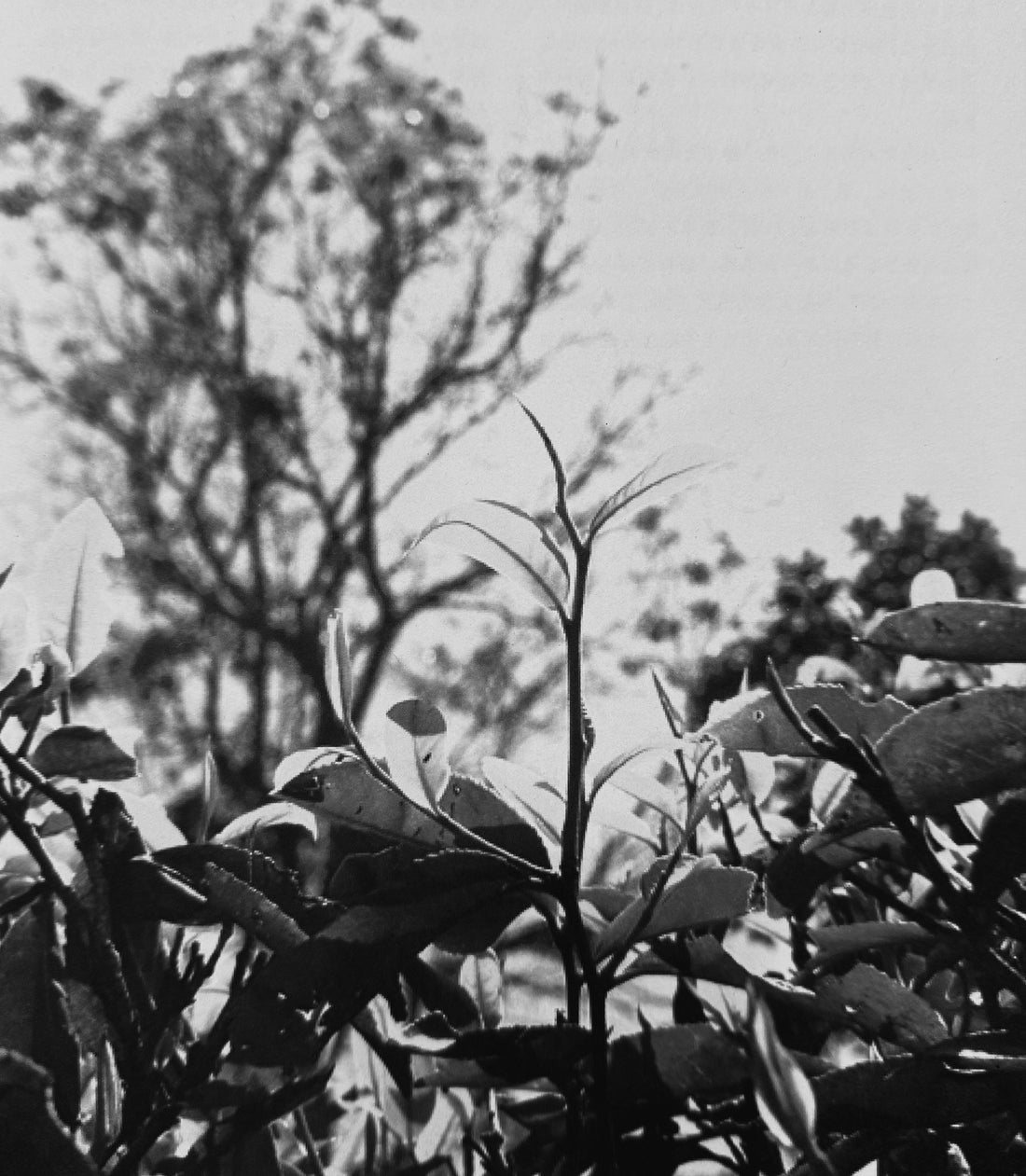 The Philosophy of Pu-erh