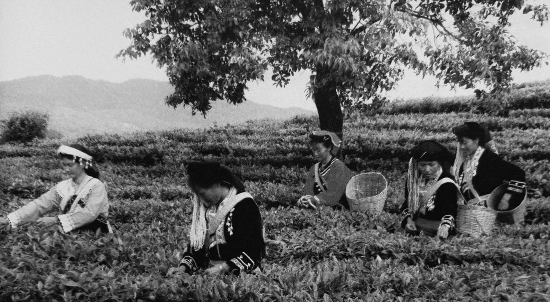 The Spirit of Pu-erh